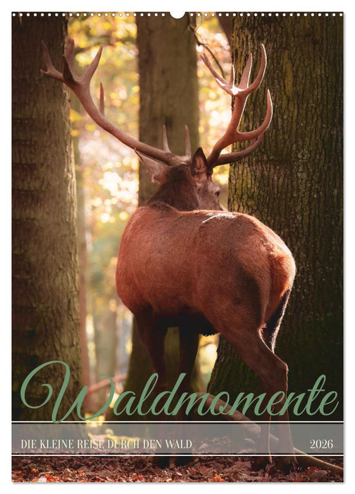 Waldmomente (CALVENDO Wandkalender 2026)