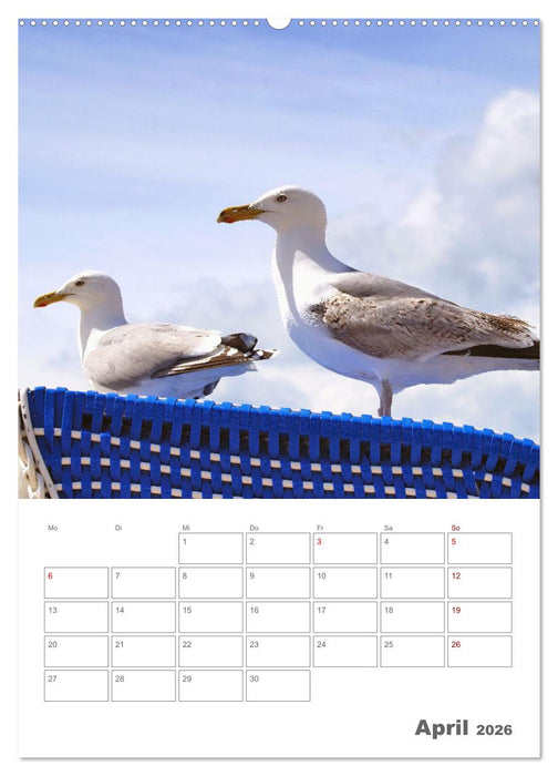 Mein Warnemünde - Das moderne Ostseebad im Norden von Rostock (CALVENDO Wandkalender 2026)