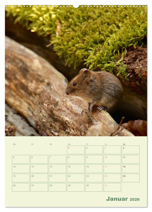 Waldmomente (CALVENDO Premium Wandkalender 2026)