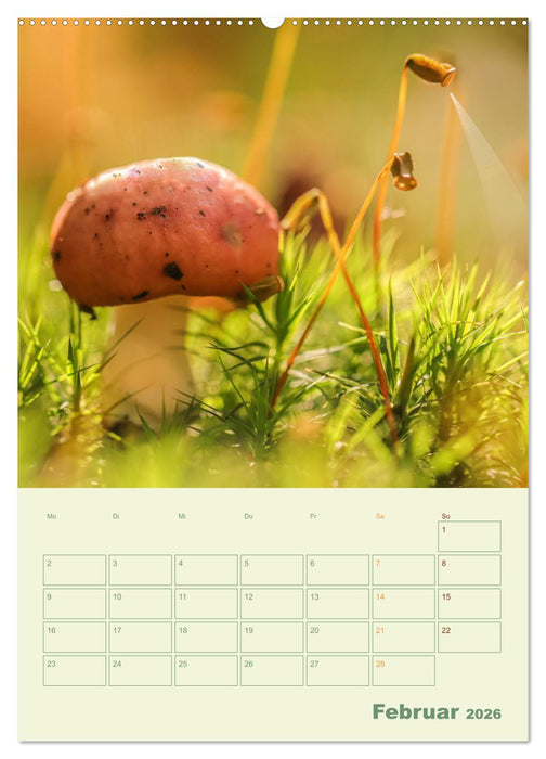 Waldmomente (CALVENDO Premium Wandkalender 2026)