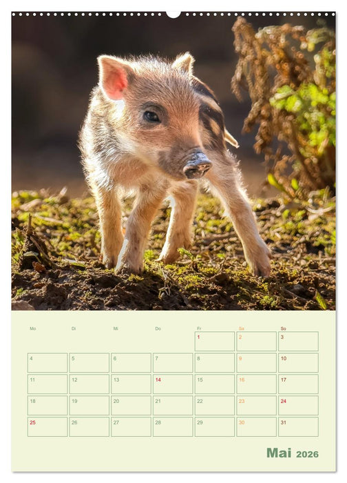 Waldmomente (CALVENDO Premium Wandkalender 2026)