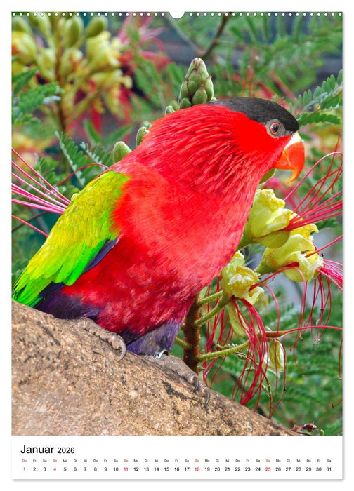 Honigpapageien - Loris (CALVENDO Wandkalender 2026)