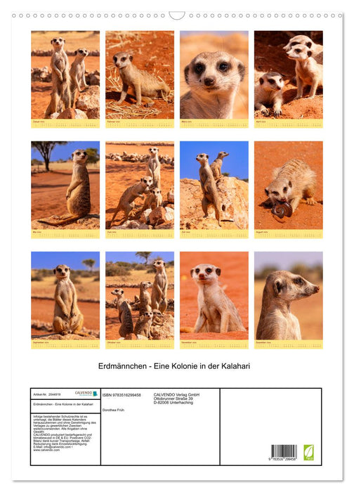 Erdmännchen - Eine Kolonie in der Kalahari (CALVENDO Wandkalender 2026)