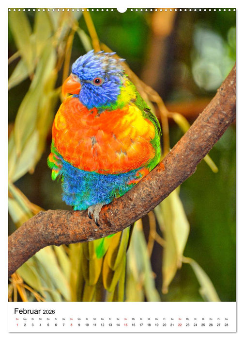 Honigpapageien - Loris (CALVENDO Premium Wandkalender 2026)