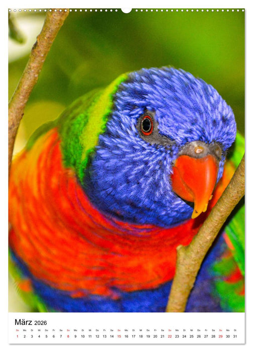 Honigpapageien - Loris (CALVENDO Premium Wandkalender 2026)