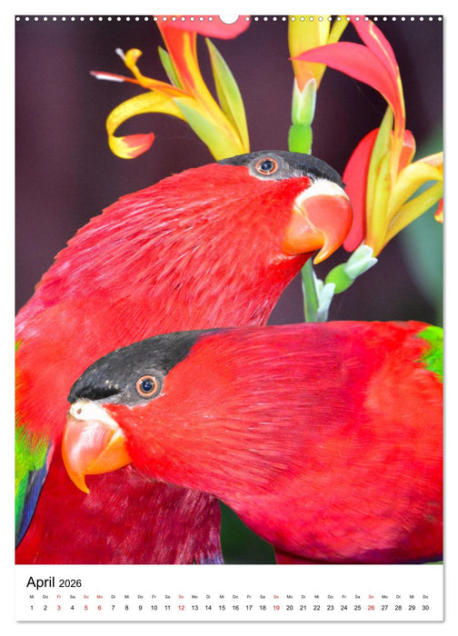 Honigpapageien - Loris (CALVENDO Premium Wandkalender 2026)
