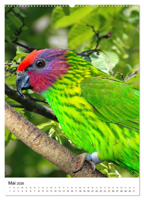 Honigpapageien - Loris (CALVENDO Premium Wandkalender 2026)