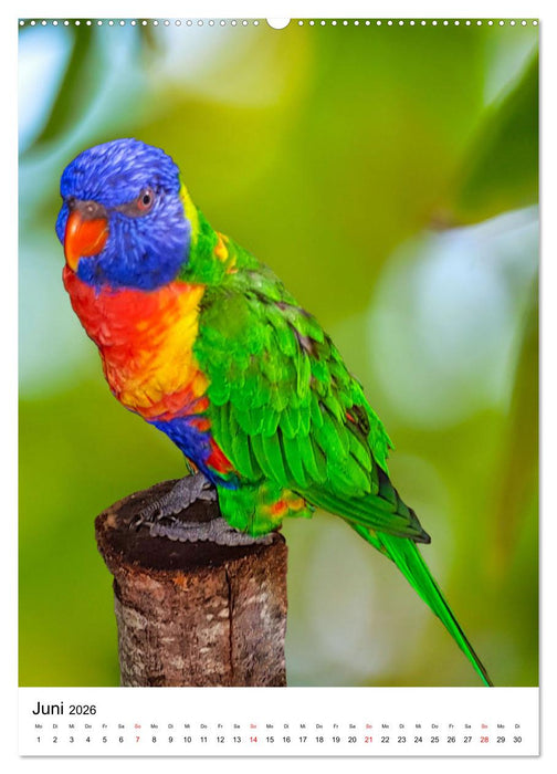 Honigpapageien - Loris (CALVENDO Premium Wandkalender 2026)