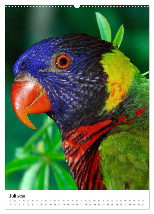 Honigpapageien - Loris (CALVENDO Premium Wandkalender 2026)