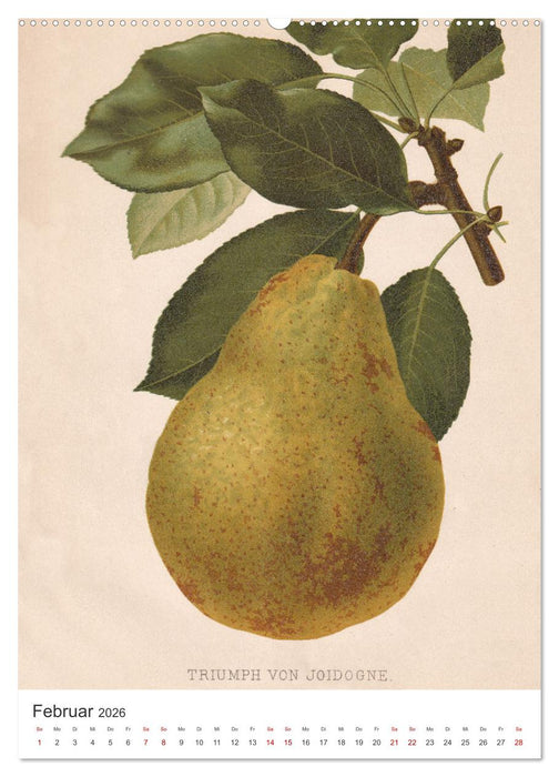 Alte Obstsorten - Birnen 2026 (CALVENDO Wandkalender 2026)