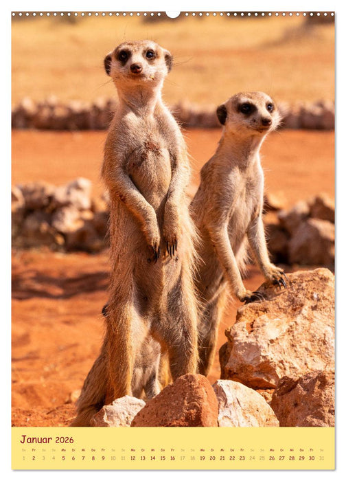Erdmännchen - Eine Kolonie in der Kalahari (CALVENDO Premium Wandkalender 2026)