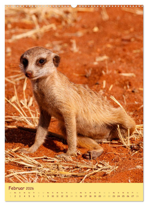 Erdmännchen - Eine Kolonie in der Kalahari (CALVENDO Premium Wandkalender 2026)