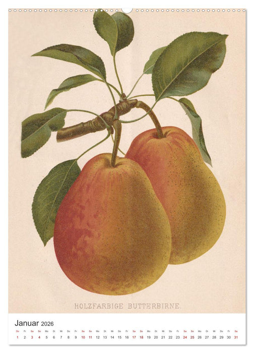 Alte Obstsorten - Birnen 2026 (CALVENDO Premium Wandkalender 2026)