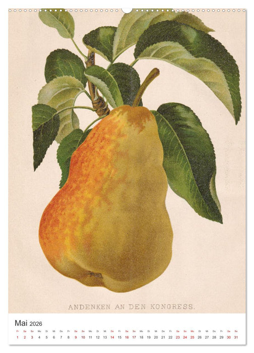 Alte Obstsorten - Birnen 2026 (CALVENDO Premium Wandkalender 2026)