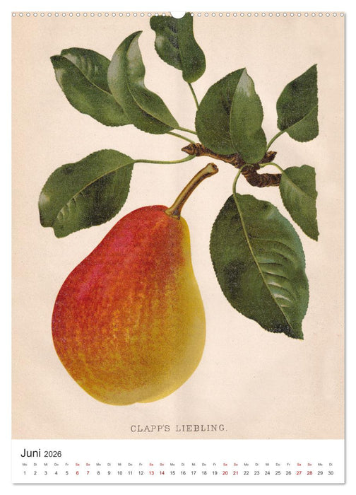 Alte Obstsorten - Birnen 2026 (CALVENDO Premium Wandkalender 2026)