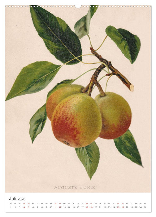 Alte Obstsorten - Birnen 2026 (CALVENDO Premium Wandkalender 2026)