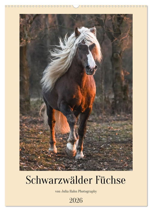 Schwarzwälder Füchse von Julia Hahn Photography (CALVENDO Wandkalender 2026)