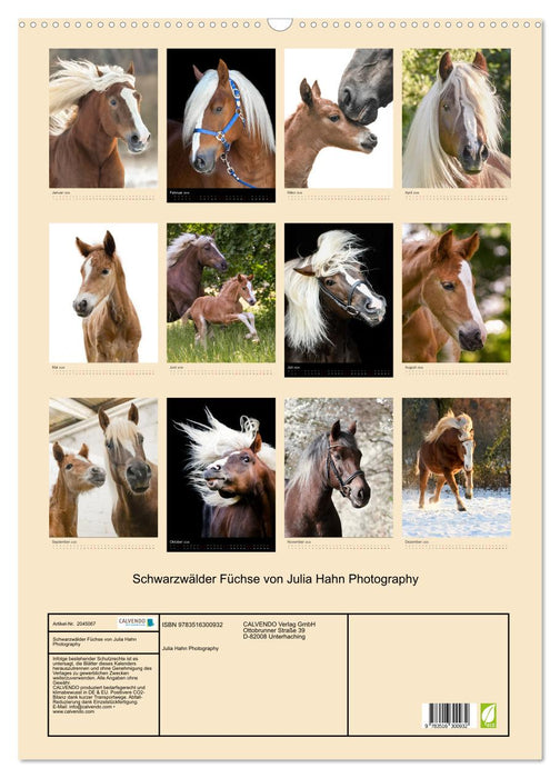 Schwarzwälder Füchse von Julia Hahn Photography (CALVENDO Wandkalender 2026)