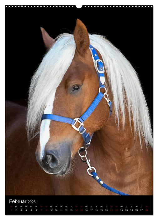 Schwarzwälder Füchse von Julia Hahn Photography (CALVENDO Premium Wandkalender 2026)