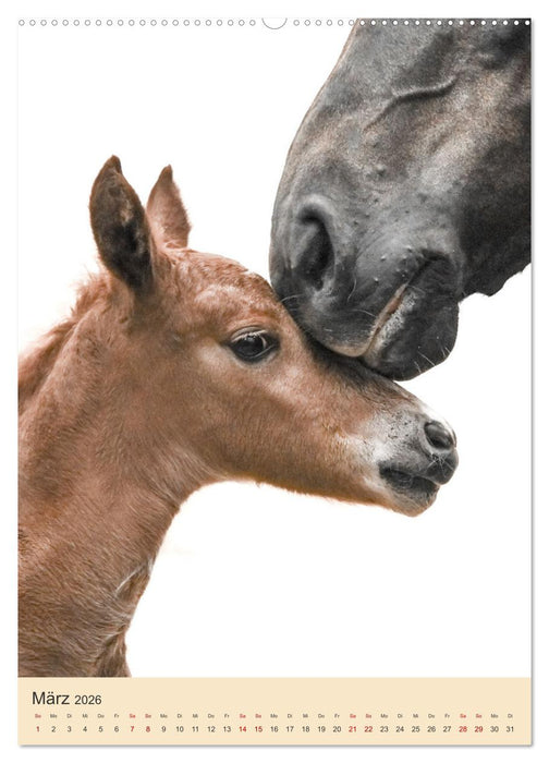 Schwarzwälder Füchse von Julia Hahn Photography (CALVENDO Premium Wandkalender 2026)