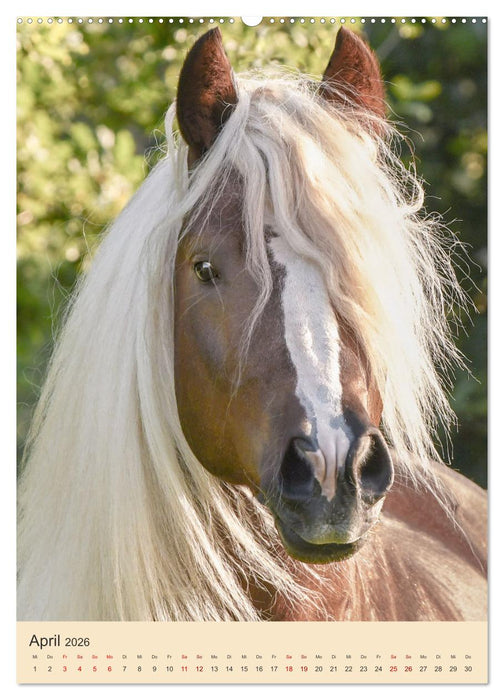 Schwarzwälder Füchse von Julia Hahn Photography (CALVENDO Premium Wandkalender 2026)