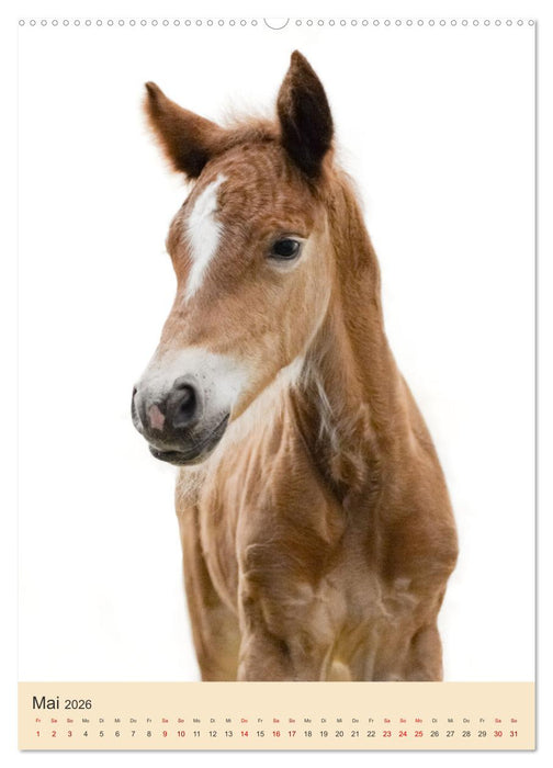 Schwarzwälder Füchse von Julia Hahn Photography (CALVENDO Premium Wandkalender 2026)