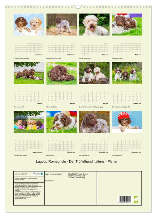 Lagotto Romagnolo - Der Trüffelhund Italiens - Planer (CALVENDO Wandkalender 2026)