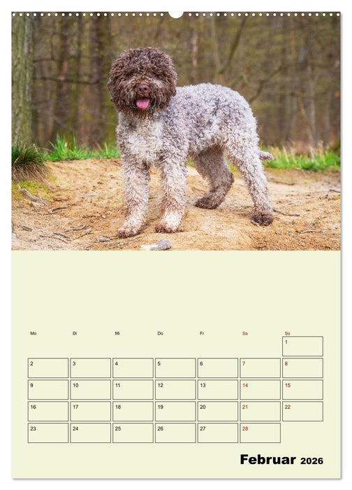 Lagotto Romagnolo - Der Trüffelhund Italiens - Planer (CALVENDO Wandkalender 2026)
