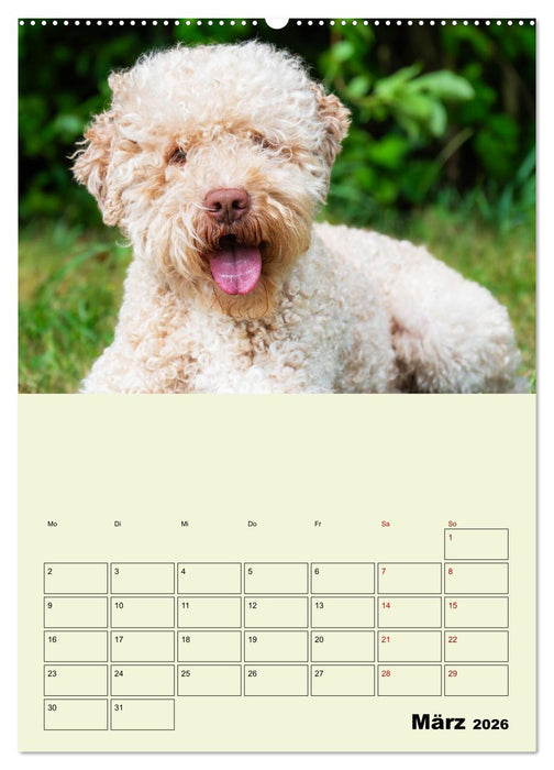 Lagotto Romagnolo - Der Trüffelhund Italiens - Planer (CALVENDO Wandkalender 2026)