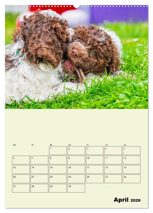 Lagotto Romagnolo - Der Trüffelhund Italiens - Planer (CALVENDO Wandkalender 2026)