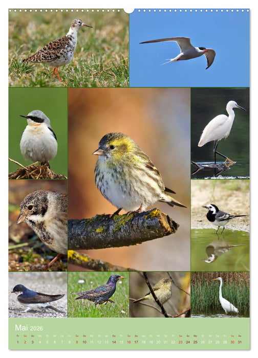 Alles für die Vögel (CALVENDO Wandkalender 2026)