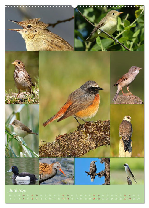Alles für die Vögel (CALVENDO Wandkalender 2026)