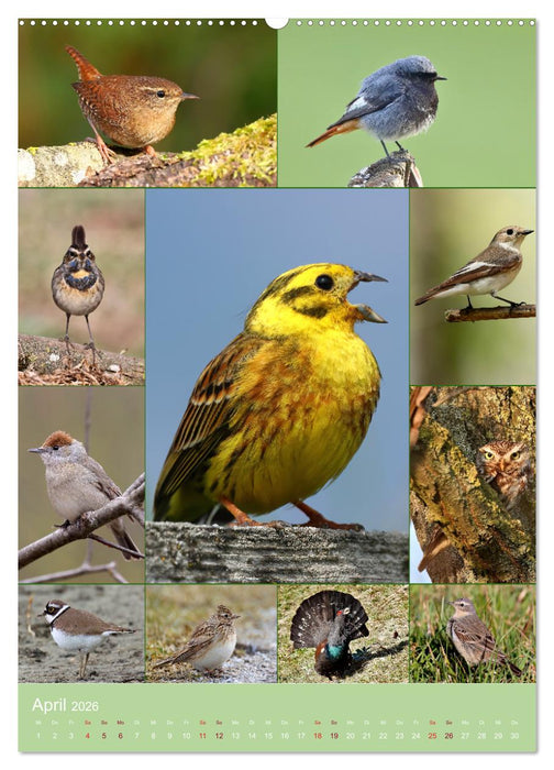 Alles für die Vögel (CALVENDO Premium Wandkalender 2026)