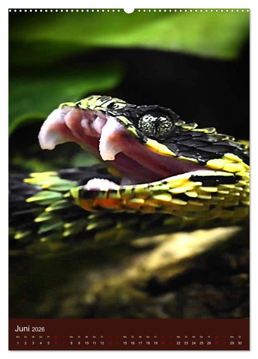 The Power Of Snake (CALVENDO Wandkalender 2026)