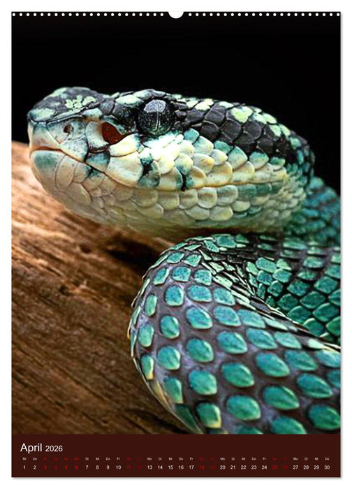 The Power Of Snake (CALVENDO Premium Wandkalender 2026)