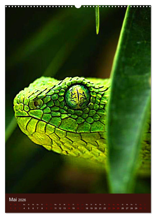 The Power Of Snake (CALVENDO Premium Wandkalender 2026)
