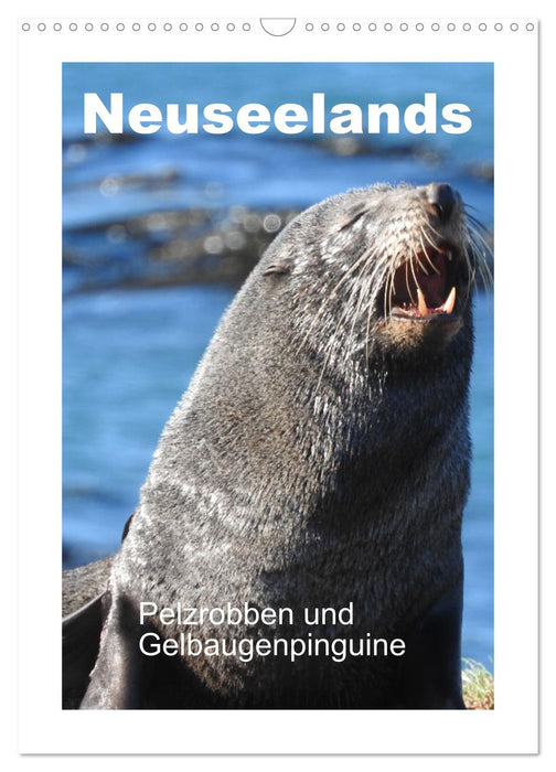 Neuseelands Pelzrobben und Gelbaugenpinguine (CALVENDO Wandkalender 2026)