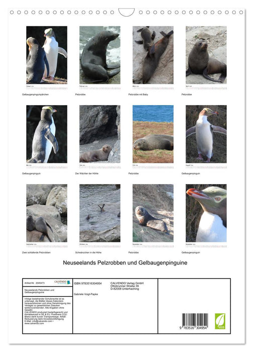 Neuseelands Pelzrobben und Gelbaugenpinguine (CALVENDO Wandkalender 2026)