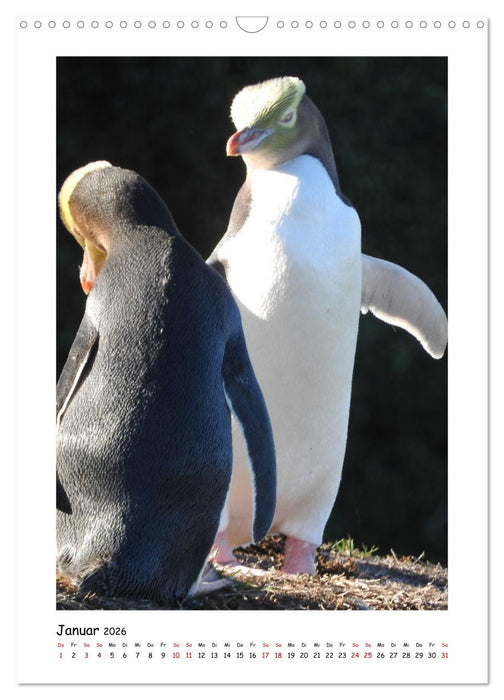 Neuseelands Pelzrobben und Gelbaugenpinguine (CALVENDO Wandkalender 2026)