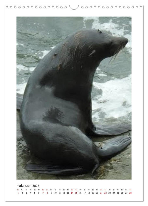 Neuseelands Pelzrobben und Gelbaugenpinguine (CALVENDO Wandkalender 2026)