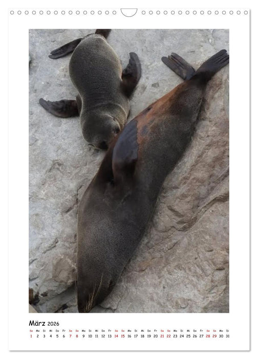 Neuseelands Pelzrobben und Gelbaugenpinguine (CALVENDO Wandkalender 2026)