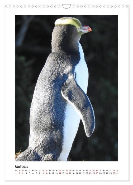 Neuseelands Pelzrobben und Gelbaugenpinguine (CALVENDO Wandkalender 2026)