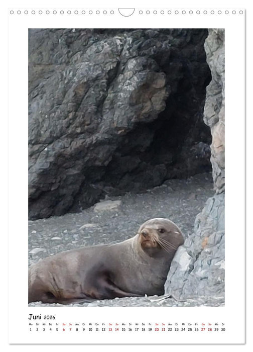 Neuseelands Pelzrobben und Gelbaugenpinguine (CALVENDO Wandkalender 2026)