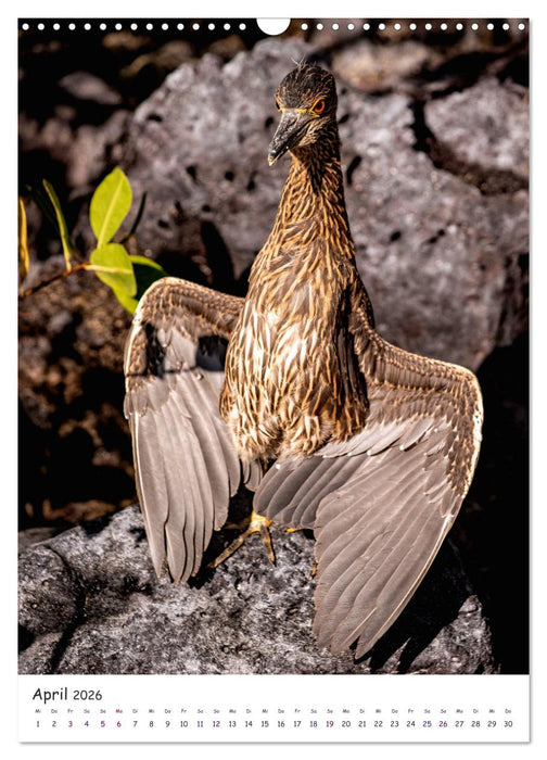 Wildlife - Die Tierwelt der Galapagos Inseln (CALVENDO Wandkalender 2026)