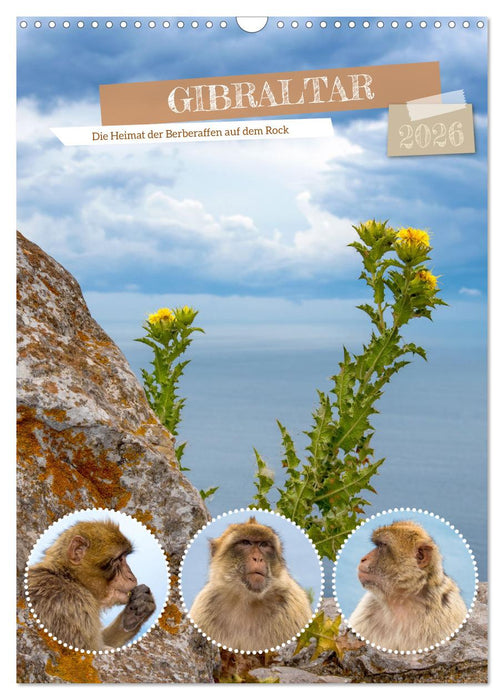 Gibraltar - Die Heimat der Berberaffen auf dem Rock (CALVENDO Wandkalender 2026)