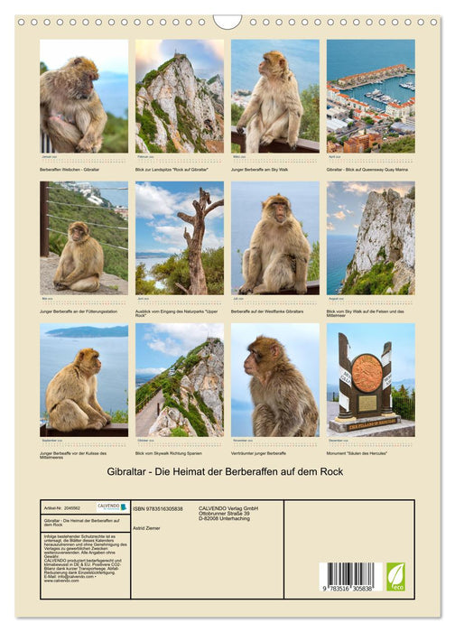 Gibraltar - Die Heimat der Berberaffen auf dem Rock (CALVENDO Wandkalender 2026)