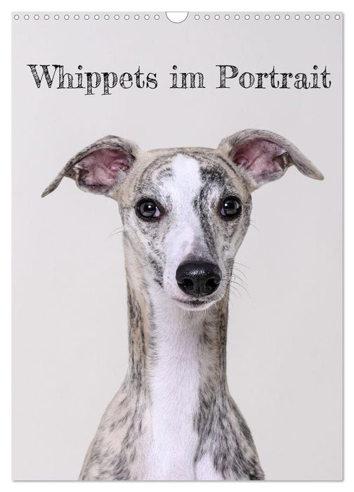 Whippets im Portrait (CALVENDO Wandkalender 2026)