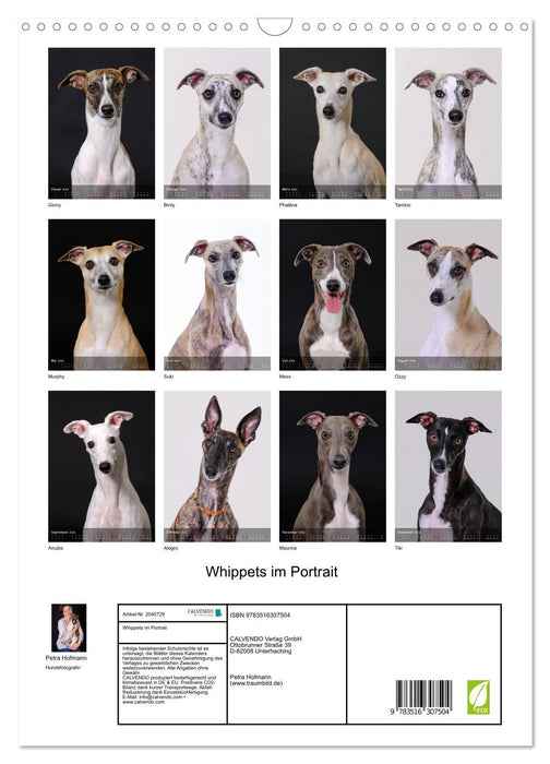 Whippets im Portrait (CALVENDO Wandkalender 2026)