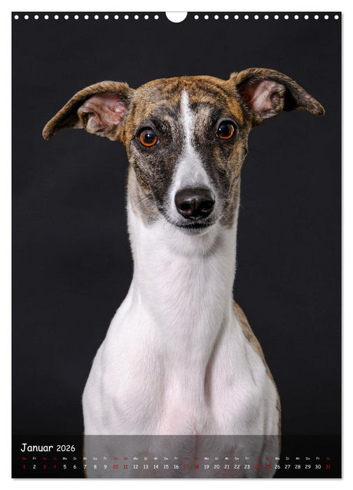 Whippets im Portrait (CALVENDO Wandkalender 2026)