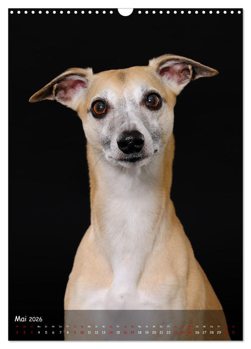Whippets im Portrait (CALVENDO Wandkalender 2026)